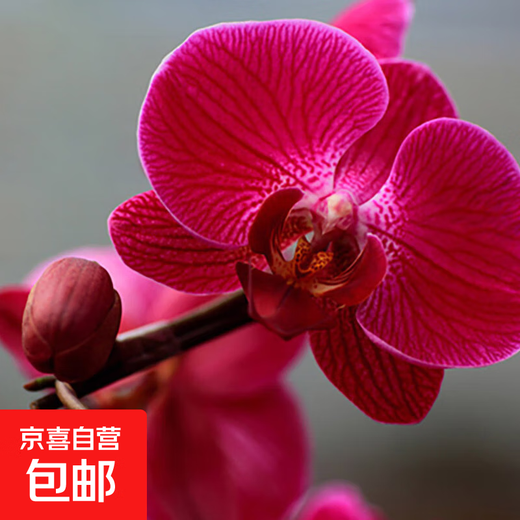 Double Foil Phalaenopsis Potted Orchid Seedlings with Foils and Flower Buds Blooming in All Seasons Indoor Flowers are Easy to Maintain and Live 18. Red Butterfly--Double Foil Sword is shipped and is good as a potted plant