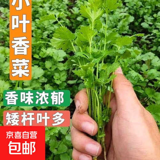 Eat as you plant, seasoning vegetable seed combination, easy to grow heat-resistant balcony potted vegetables in all seasons in spring, small-leaf coriander seeds, 2 packs, about 2,000 seeds, one pack, about 1,000 seeds