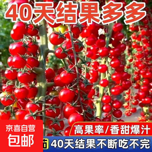 Sweet and juicy waterfall cherry tomato seeds, cherry tomato seeds for sowing potted vegetables in all seasons, red waterfall cherry tomato seeds/pack, about 200 capsules, 5 packs