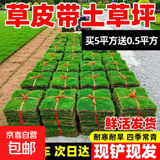 Turf soil real lawn with soil four-season green Manila turf villa courtyard greening grass Taiwan grass 0.5 square meters bentgrass buy 5 square meters and get 0.5 square meters