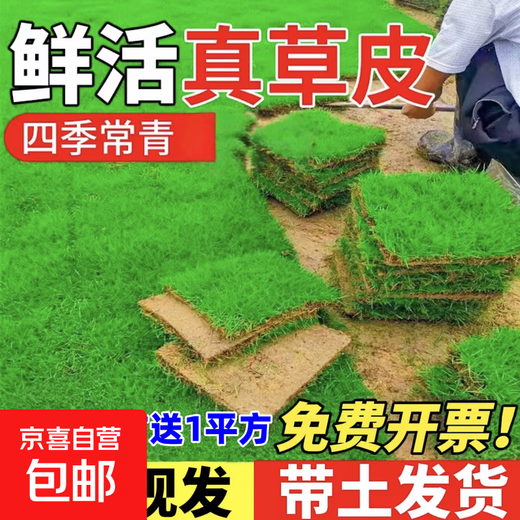 Lawn Real Turf Soil Villa Garden Courtyard Greening Plants Manila Lawn Soil Turf Four Seasons Green 0.5 Square Four Seasons Green/Turf Buy 10 square meters and get 1 square meter free