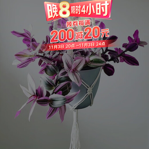 Yusenyi Oil Painting Wedding Ceremony Chlorophytum Potted Green Plants Purify the Air and Absorb Formaldehyde Balcony Good for Indoor Office Garden Oil Painting Chlorophytum 11 Pots Not Included