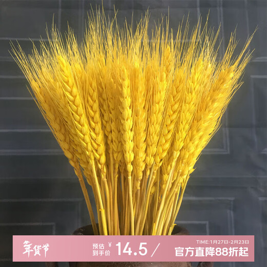 AIMAN natural wheat ears dried flower bouquet for new store opening barley gift living room pastoral decoration photography props 100 golden wheat ears