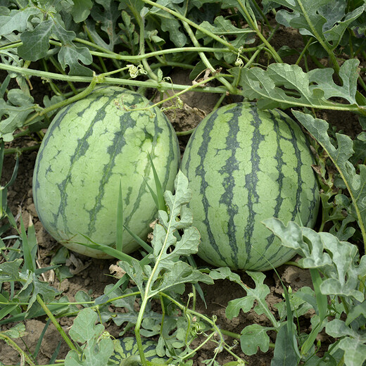 Zhongke Maohua Fruit Seeds Desert Eagle Watermelon Seeds Large Fruit Double Red Flesh Jincheng No. 5 Type Planted in Inner Mongolia and Xinjiang Watermelon Seeds 10g
