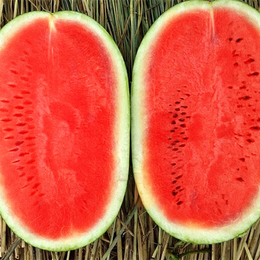 Zhongke Maohua Fruit Seeds Desert Eagle Watermelon Seeds Large Fruit Double Red Flesh Jincheng No. 5 Type Planted in Inner Mongolia and Xinjiang Watermelon Seeds 10g