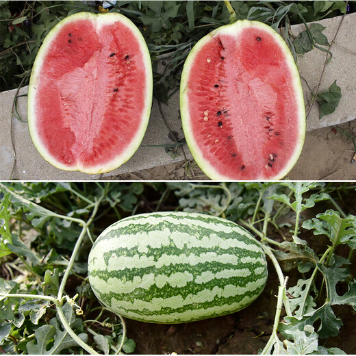 Zhongke Maohua Fruit Seeds Desert Eagle Watermelon Seeds Large Fruit Double Red Flesh Jincheng No. 5 Type Planted in Inner Mongolia and Xinjiang Watermelon Seeds 10g