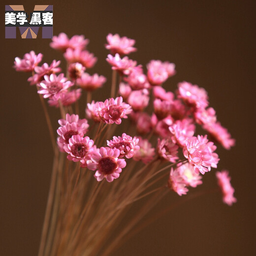 Brazilian imported small star flowers, small dried flowers, small daisies, dried flower bouquets, real flowers, air-dried natural decoration, literary living room home furnishings, birthday gifts, light blue bouquet of 50 pieces