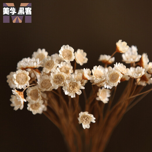 Brazilian imported small star flowers, small dried flowers, small daisies, dried flower bouquets, real flowers, air-dried natural decoration, literary living room home furnishings, birthday gifts, light blue bouquet of 50 pieces