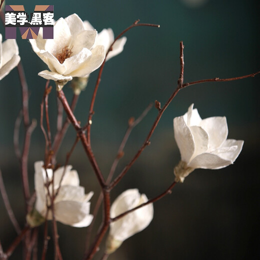 Aesthetic hacker Magnolia dry branches flower bouquet dry branches tree decoration magnolia flower bedroom living room floor natural jade white single branch