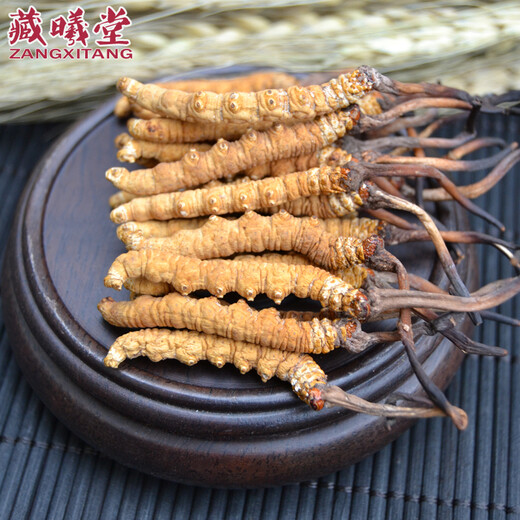 Zangxi hall tibet nagqu cordyceps haute altitude cordyceps cordyceps cordyceps cordyceps 2 1 gram intérieur 100 grammes