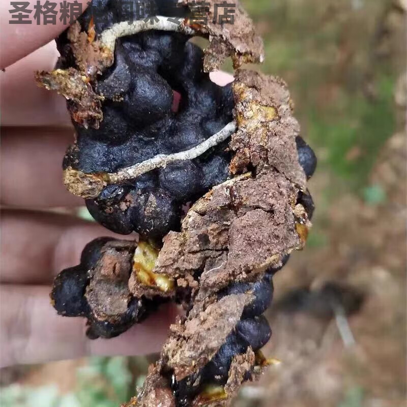 Hongyun Yunnan native honey earth sour honey tree sour honey stingless bee Xishuangbanna pregnant women Yunnan crystal tree cave honey two pounds free of charge in plastic bottles