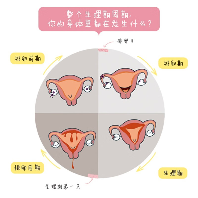 Menstrual periods are cool (Douban score 9.0, a complete book on menstrual cycles for girls aged 9-16, allowing girls to love themselves more scientifically)