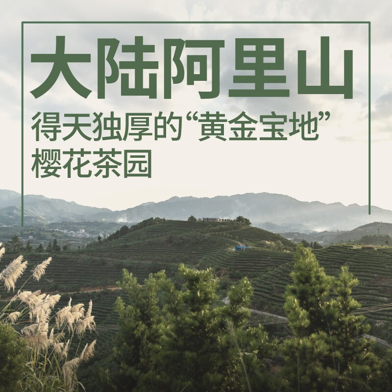 SHOWZE Alpine Tea Cold Extraction Jinxuan Oolong Cold Brew Fragrance Type 80g box (10 small bags) for gift