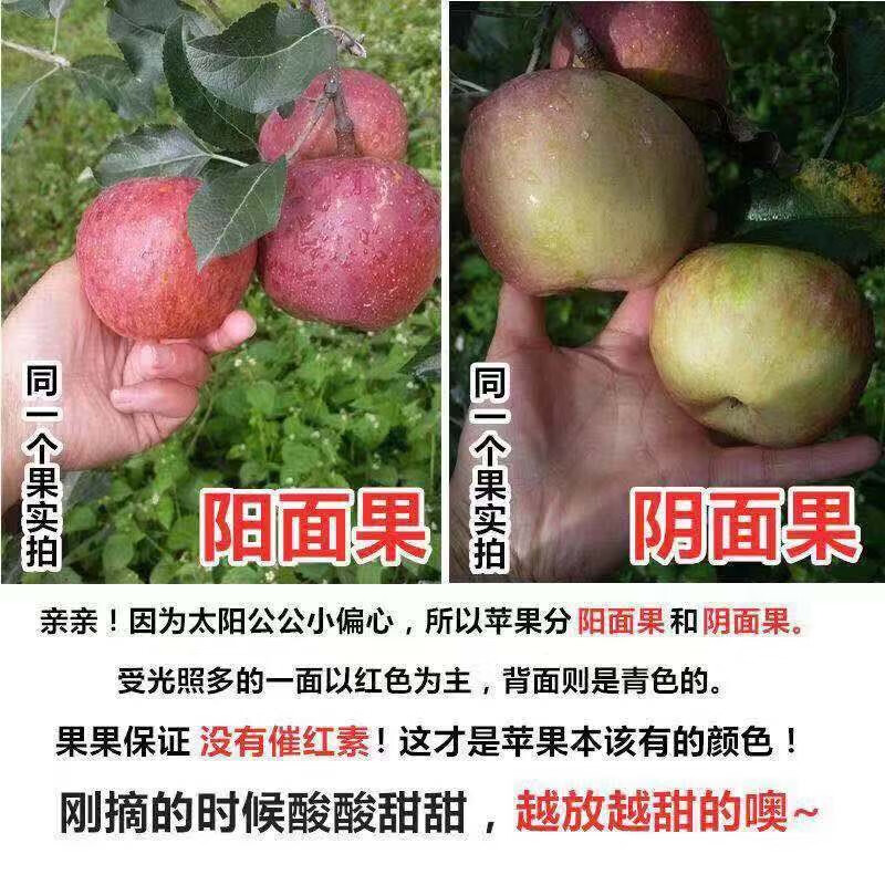 Yujian Orange Authentic Daliangshan Yanyuan Chou Apple Seasonal Fresh Fruit 2025 Fresh Fruit Net Weight 2.5 Jin 8-12 Small and Medium Fruits