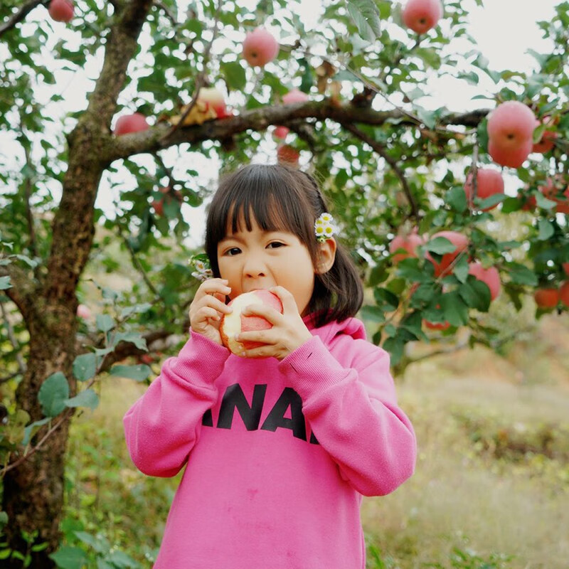 Guangxing Orchard Shandong Red Fuji Apple Yantai Specialty Fresh New Year's Holiday Fruit Gift Box Gift Welfare 80mm 15 pcs