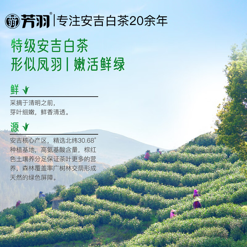 Fangyu Anji White Tea Premium Five Diamond Mingqian Green Tea 250g New Tea New Year's Gift Tea Gift Box Tea