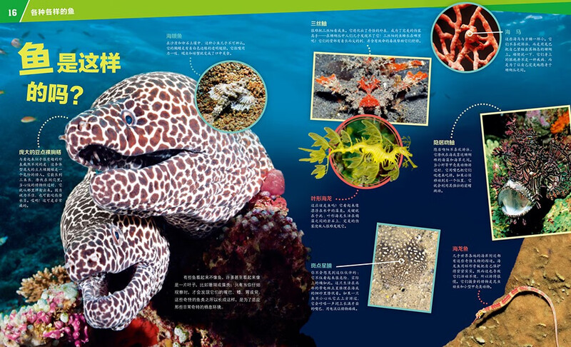 German Children's Encyclopedia of Knowledge Volume 3 Various Fishes Debai Hardcover Collector's Edition What is Wasistwas Encyclopedia 7-10 Years Old First Grade Second Grade Primary School Children's Encyclopedia of Popular Science Science Knowledge Extracurricular Reading Books