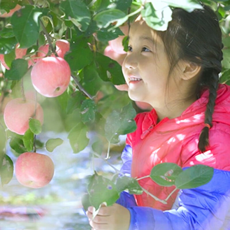 Jingxiansheng Yantai Red Fuji Apple, net weight 8 pounds, single fruit starting from 230g, fruit gift box