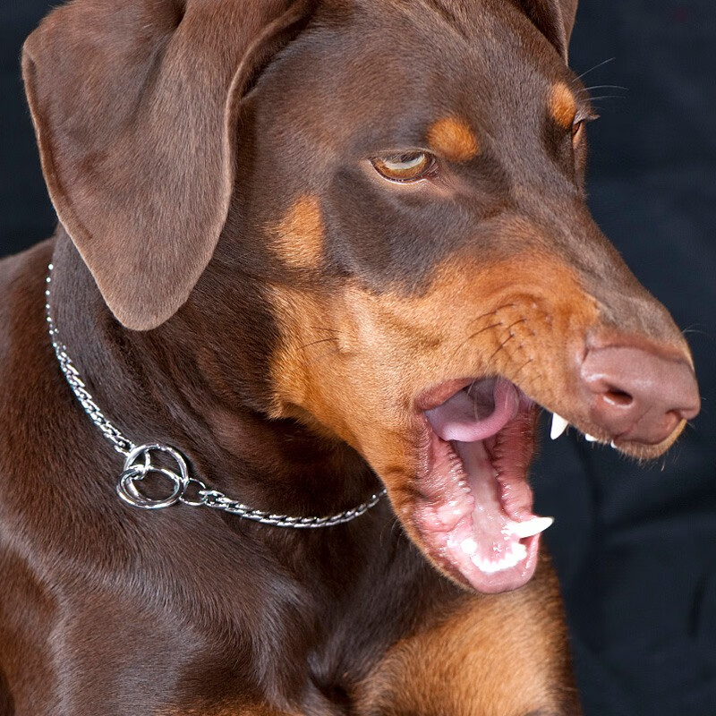 Petlimit pet dog P chain small, medium and large dog competition collar traction rope dog walking snake golden retriever explosion-proof impact training dog special snake chain (excluding traction rope) 24 inches - chain length 61cm (including circles at both ends)