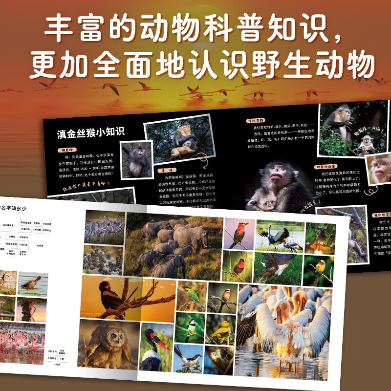 Cute wild animal set, all 5 volumes, paperback, high-definition photography, interesting stories, popular science knowledge about animals, real animal life scenes, kindergarten enlightenment picture books for children aged 3-6, encyclopedia, winter vacation extracurricular reading books