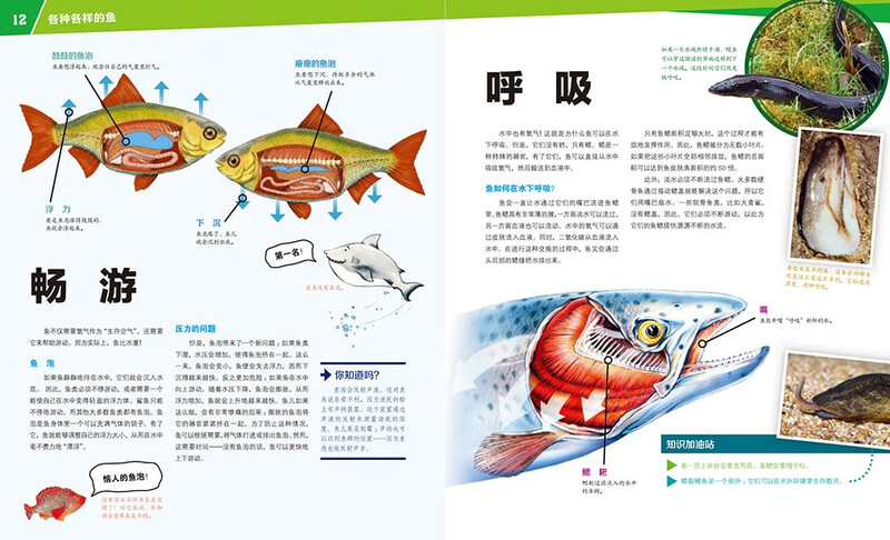 German Children's Encyclopedia of Knowledge Volume 3 Various Fishes Debai Hardcover Collector's Edition What is Wasistwas Encyclopedia 7-10 Years Old First Grade Second Grade Primary School Children's Encyclopedia of Popular Science Science Knowledge Extracurricular Reading Books