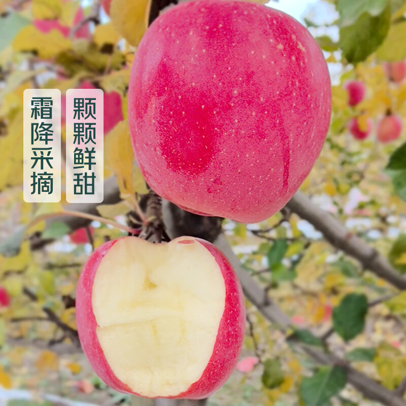 Directly harvested from the origin, 4 pieces of Gansu Qin'an Frost Fuji apples, about 900g