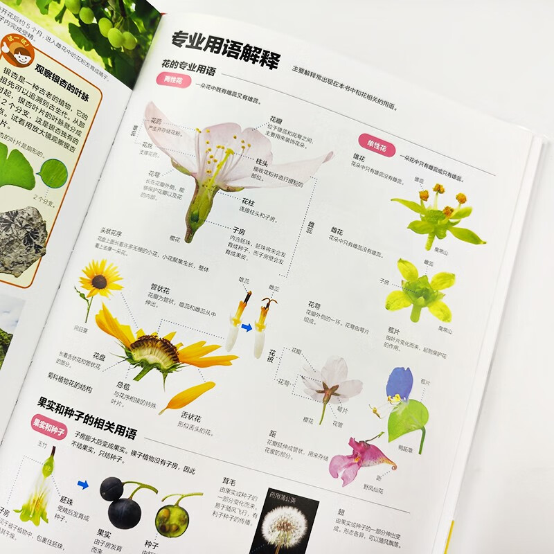 Shogakukan Encyclopedia: The World of Flowers. The cumulative sales volume in Japan exceeds 10 million copies. It is Shogakukan’s treasure. It helps children learn about plants from flowers. Children aged 7 and above and their parents