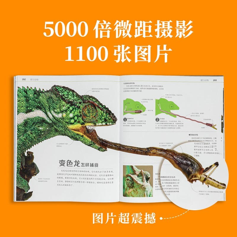 The Secret of DK’s Natural Operation Children’s Book