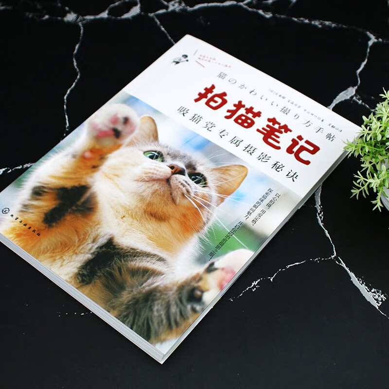 Cat Photography Notes Exclusive photography tips for cat lovers