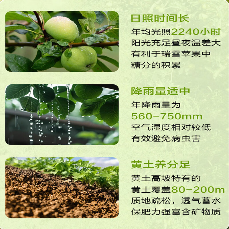 No. 1 Member Store Ruixue Apple Gift Box, single fruit starting from 200g, net weight 5kg, fresh fruit, direct shipping from the source, free shipping