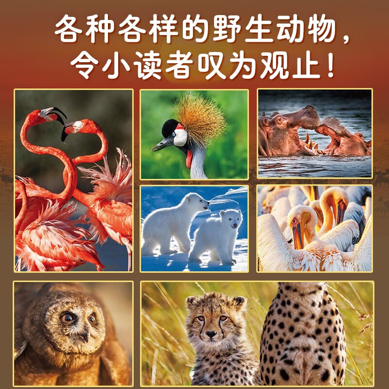 Cute wild animal set, all 5 volumes, paperback, high-definition photography, interesting stories, popular science knowledge about animals, real animal life scenes, kindergarten enlightenment picture books for children aged 3-6, encyclopedia, winter vacation extracurricular reading books