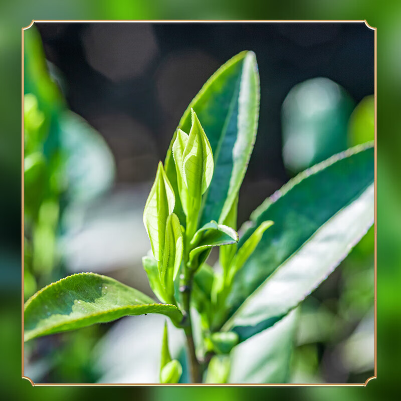 First Banquet Tea Anxi Tieguanyin Premium Genuine 2025 New Tea Fragrance Oolong Tea for yourself to drink 500g as a gift