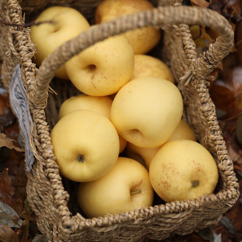 Try Weihai Golden Venus Apple, single fruit starting from 160g, 9 pieces in pack, fresh fruit, direct shipping from the source, free shipping