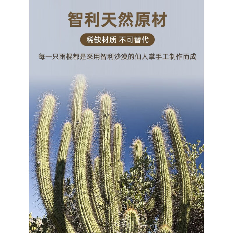 Fanmu Guo & De Rui Healing Rain Stick South America Chile De Rui Cactus Rain Sounder Rain Sound Tube Ethnic Minor Instrument De Rui Fine Style D=3-5cm L=75cm