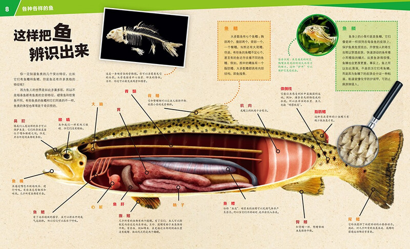 German Children's Encyclopedia of Knowledge Volume 3 Various Fishes Debai Hardcover Collector's Edition What is Wasistwas Encyclopedia 7-10 Years Old First Grade Second Grade Primary School Children's Encyclopedia of Popular Science Science Knowledge Extracurricular Reading Books