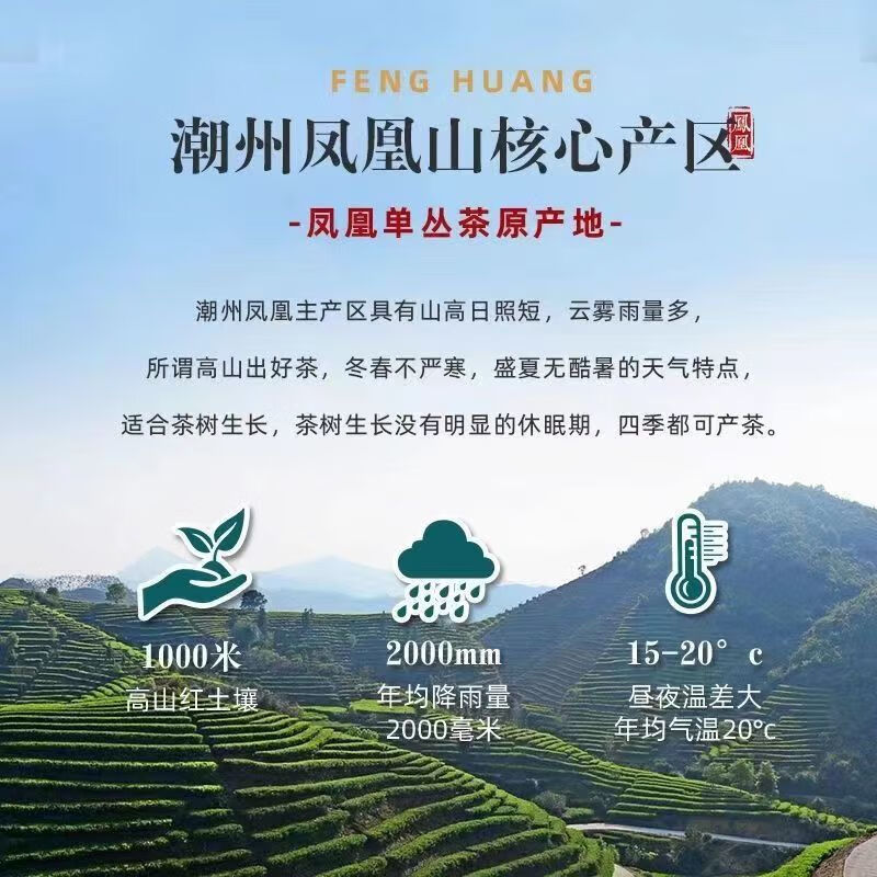 Chen Yifan Special Grade Phoenix Dancong Tea Authentic Chaozhou Phoenix Dancong Duck Shit Fragrance Bulk Good Quality Tea Phoenix Dancong Duck Shit Fragrance 250g/bag