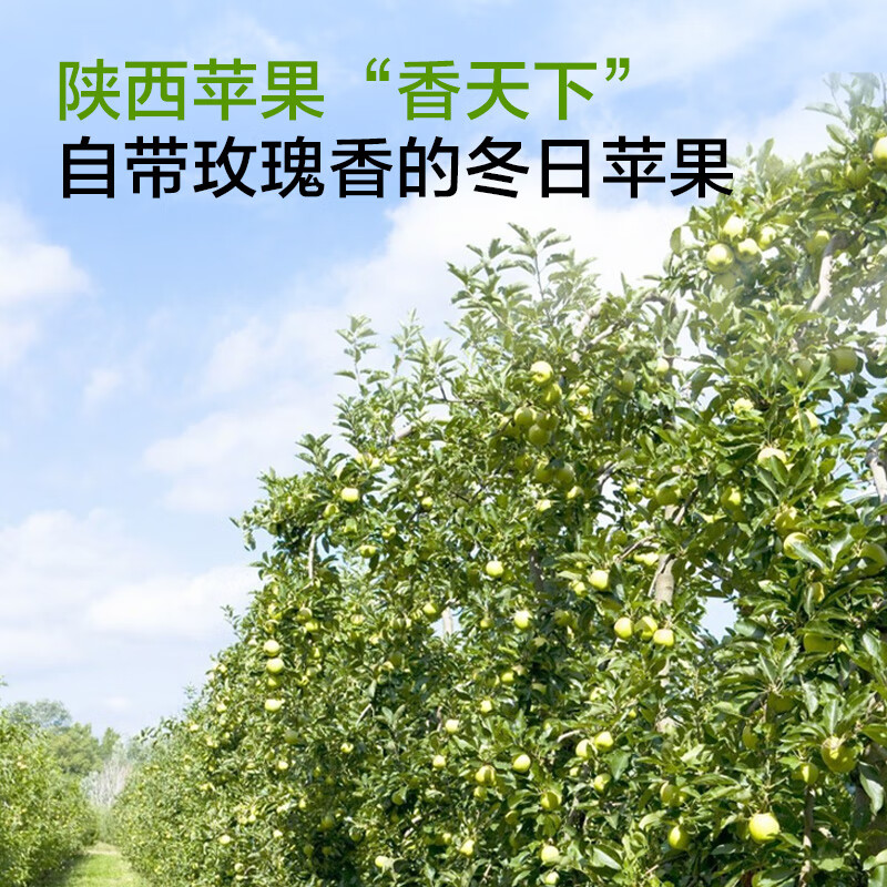 No. 1 Member Store Ruixue Apple Gift Box, single fruit starting from 200g, net weight 5kg, fresh fruit, direct shipping from the source, free shipping