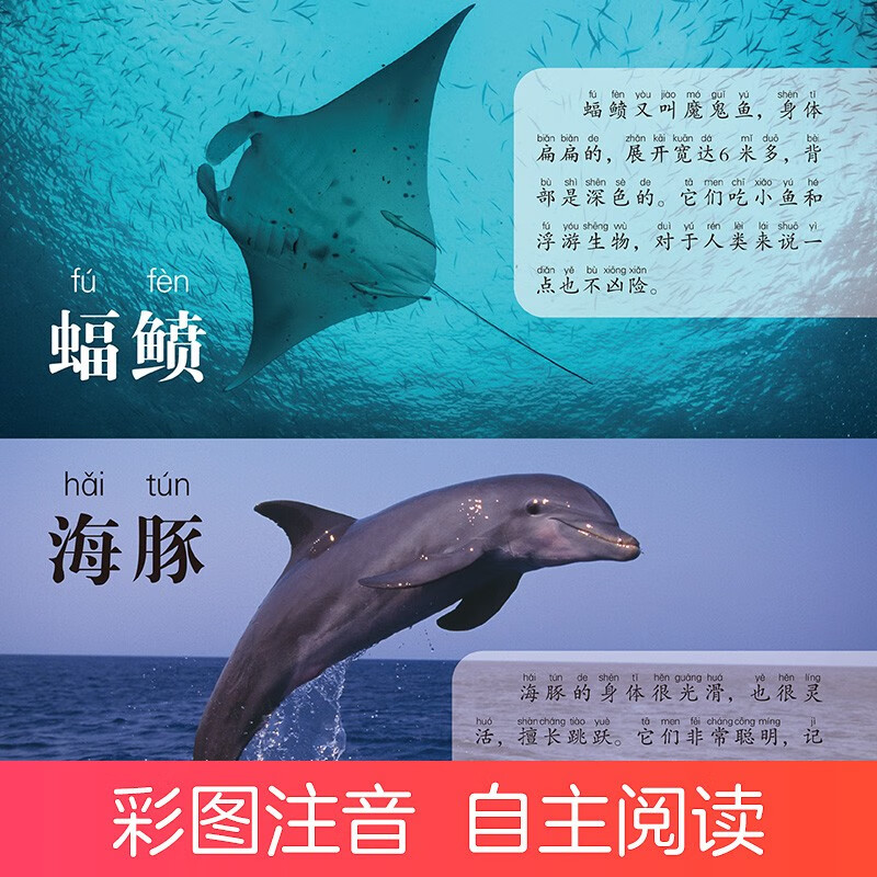 Amity Children's Children's Eyes Viewing the World and Recognizing Animals 3-6 Years Old Children's Reading Picture Recognition Book Kindergarten Enlightenment Puzzle Early Education Picture Book Animal Encyclopedia Complete Set of Color Pictures and Phonetic Version