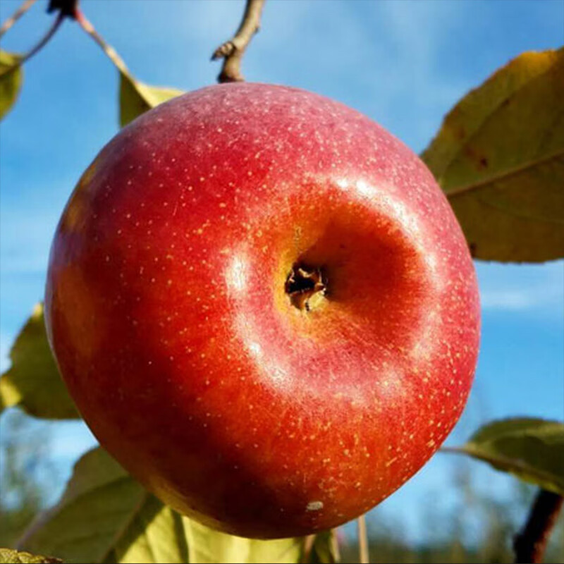 Jingmi Yunnan Zhaotong Chou Apple Net Weight 4.5kg Single Fruit 150g+ Fresh Fruit Raw Rock Candy Heart Straight from the Source