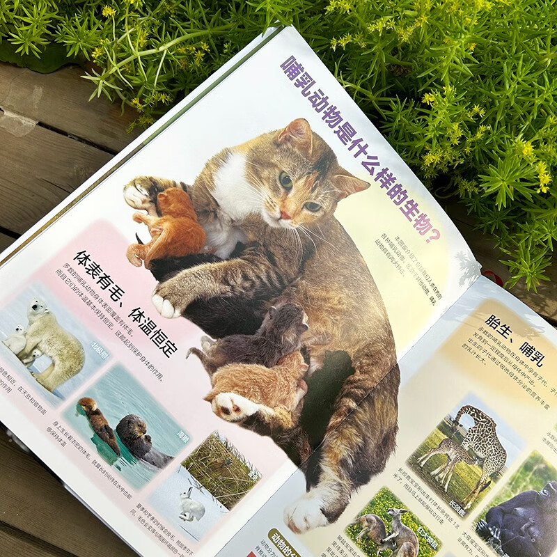 Shogakukan Encyclopedia Mammals The treasure of Japan's century-old community, the Chinese version of the encyclopedia series with sales of more than 14 million copies is available for the first time for those aged 7 and above