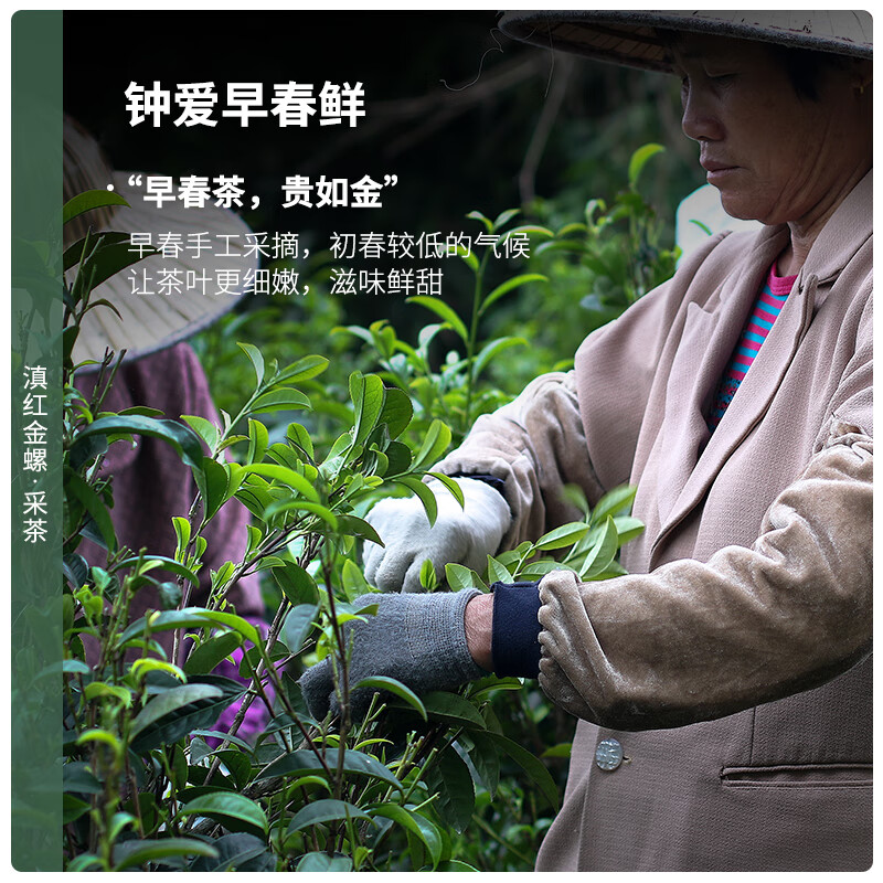 Chen Yifan Yunnan Red Golden Snail Tea Black Tea Honey Flavor Special New Tea Tea Yunnan Red Black Tea Paper Packaging 250g