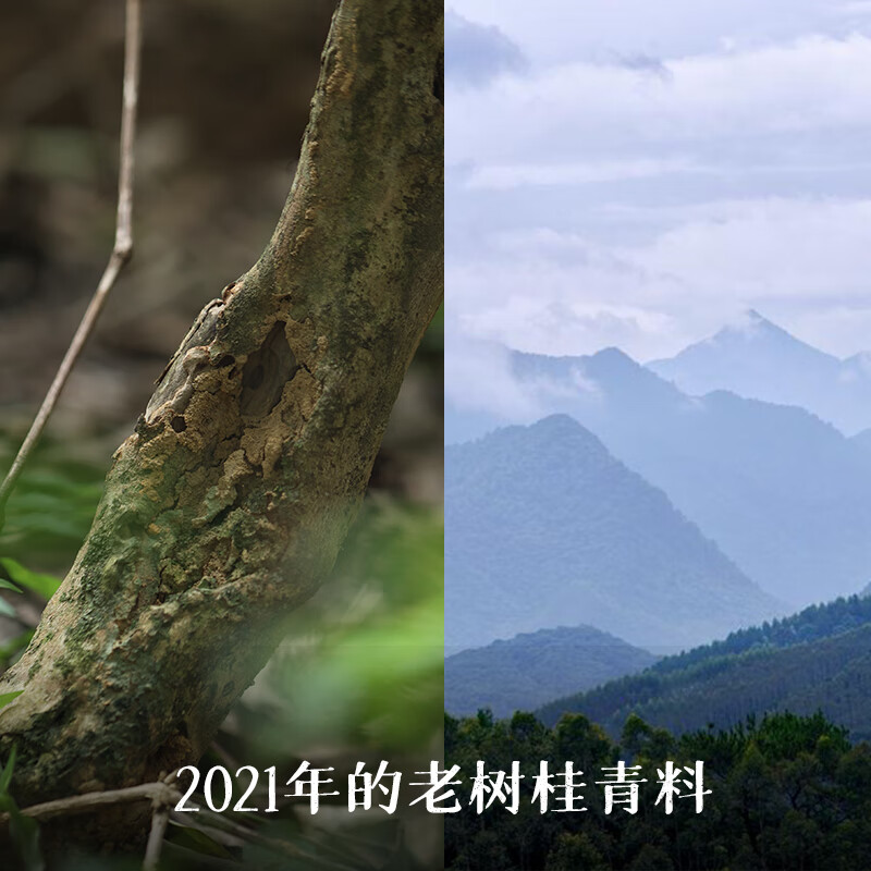 Little Senior Sister Reviews Camellia Zizai 2021 Floral Liubao Tea Guangxi Specialty Black Tea Guiqing 520 1000g