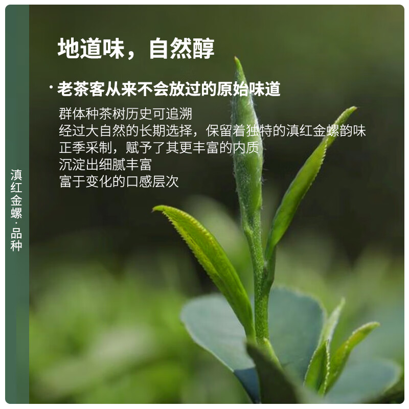 Chen Yifan Yunnan Red Golden Snail Tea Black Tea Honey Flavor Special New Tea Tea Yunnan Red Black Tea Paper Packaging 250g