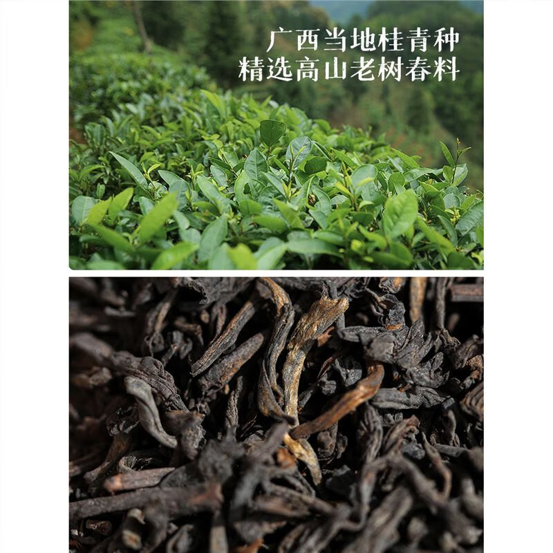 Little Senior Sister Reviews Tea Ginseng Fragrance Liubao Tea 2000 Authentic Guangxi Wuzhou Specialty Black Tea Guiqing Liubao Tea 1000g