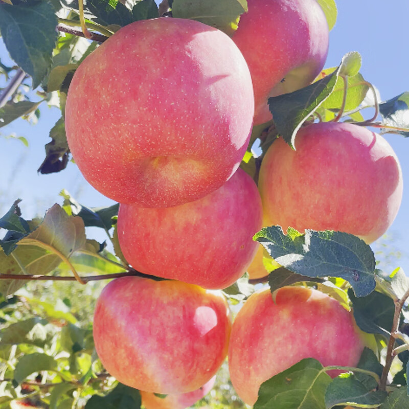 Luochuan Apple Shaanxi Yan'an 25-year new variety apple fruit gift box fresh fruit gift Qin Jian 12 large fruits exclusive gift box