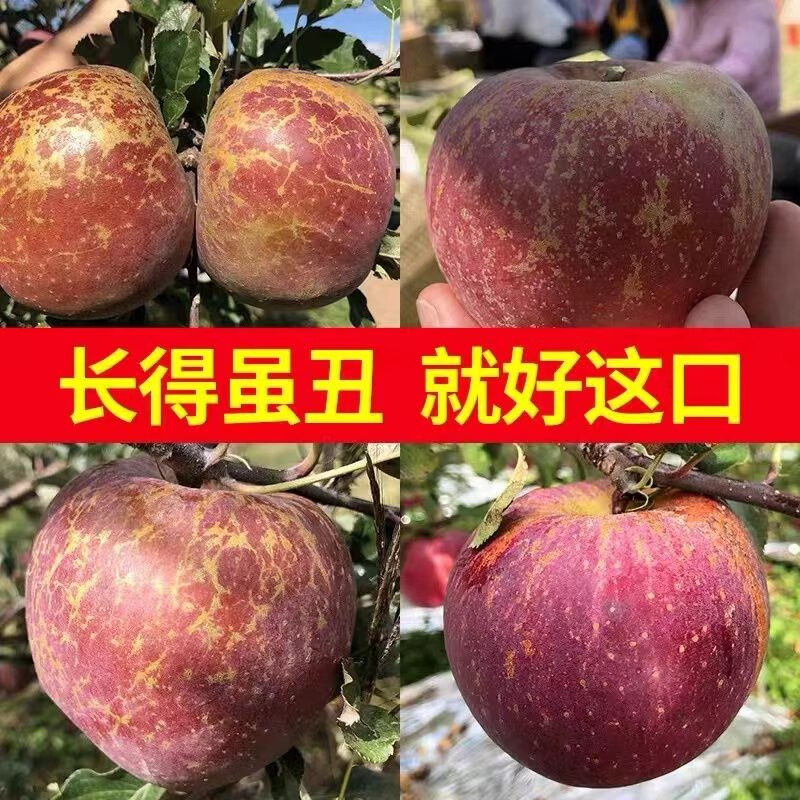 Duorimi's authentic 25-year-old new fruit, Yunnan Zhaotong Rock Sugar Heart-Ugly Apple, seasonal fruit, freshly picked crispy and sweet wild Fuji apple, net weight 9 pounds, 80-85mm