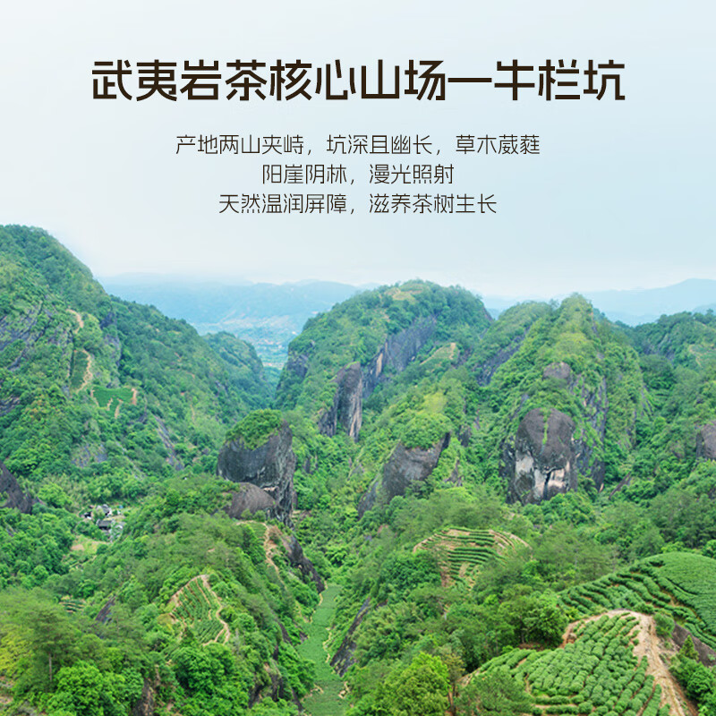 Xiaowenjia Tea Oolong Tea Beef K48 Wuyi Rock Tea Niulankeng Cinnamon Grade 1 49.8g Medium Light Fire Gift Box