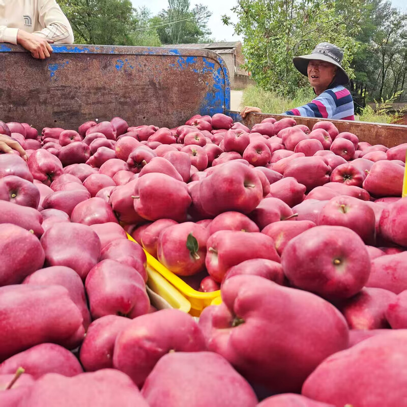 Jingmi Tianshui Huaniu Apple, a Gansu specialty, net weight 8 pounds, medium fruit, single fruit 210g + straight from the core origin