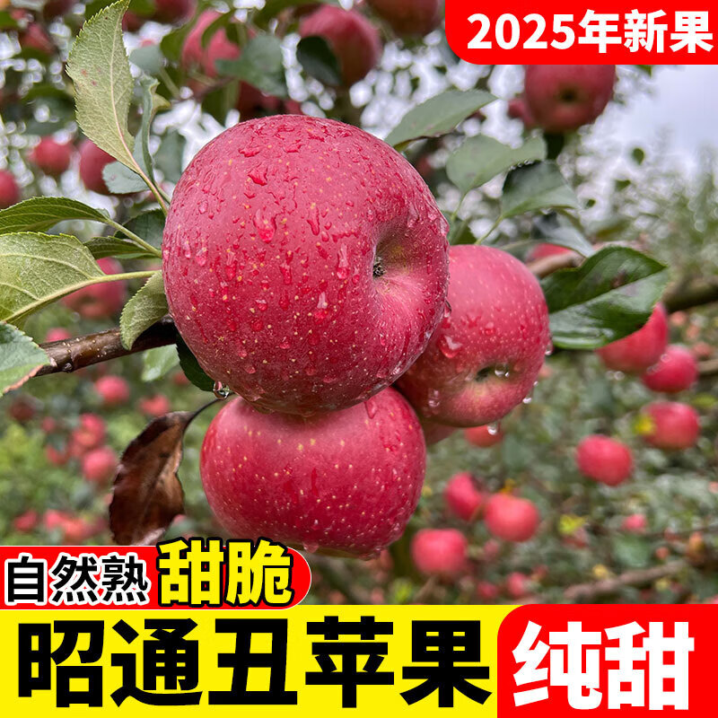 2025 Authentic Yunnan Zhaotong Rock Candy Apple Fresh Fruit Apple Seasonal Crisp Sweet Fruit Origin Straight Hair 9 Jin Pack Extra Large Fruit (90-100mm)