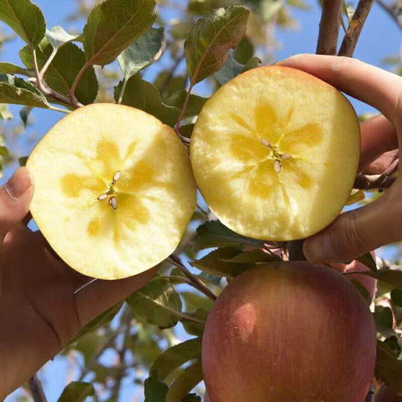 Tongganyuan Xinjiang Rock Candy Heart Apple, Ugly Apple, Fuji Fresh Seasonal Shanxi Fruit, Holiday Gift Recommendation, Whole Box 5 Jin, Quality Fruit 75-90MM, Net 4.5 Jin